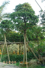 佛山市佑強園林綠化工程 構筑綠色生態城市新篇章