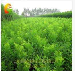 天狼網 一站式花卉園林采購平臺，連接淘寶與綠化工程