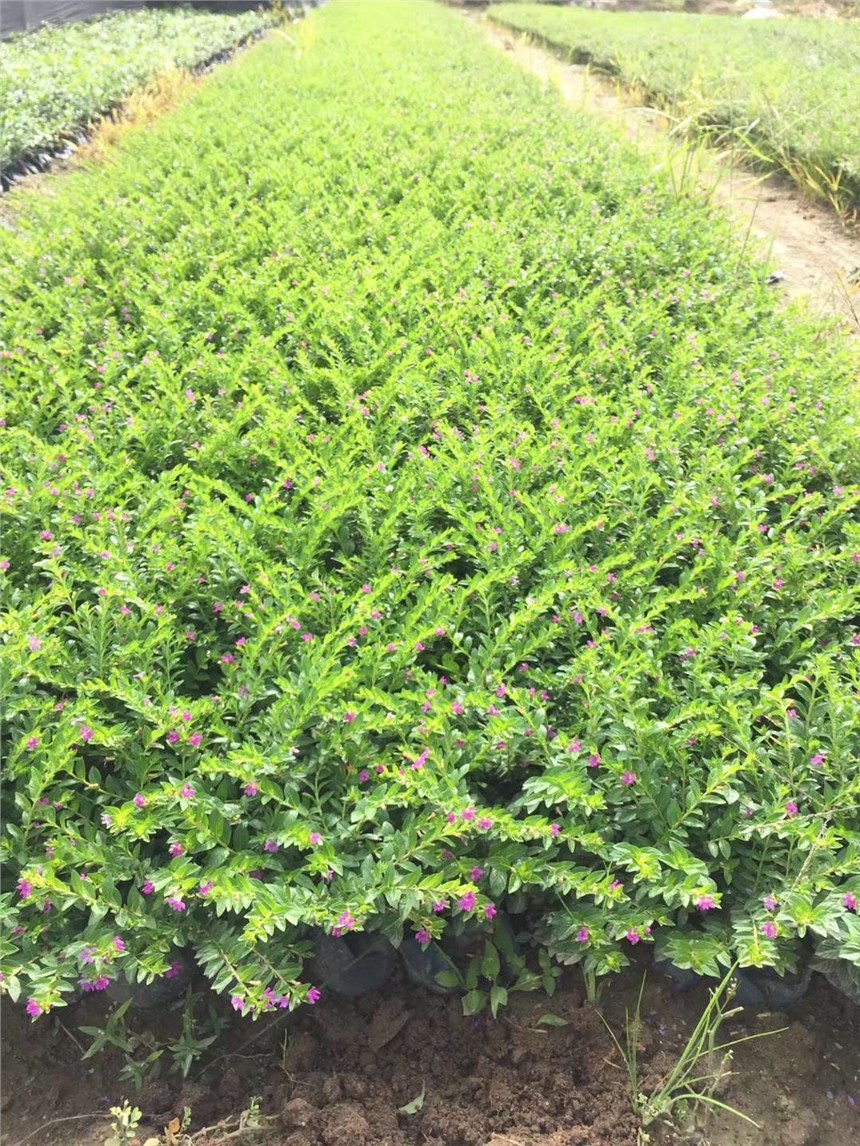 定州市園林工程綠化專用苗滿天星 價(jià)格實(shí)惠，基地直銷，助力綠化工程