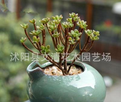 批量采購仙人掌多肉 引進日本品種，凈化辦公桌面的室內盆栽新寵