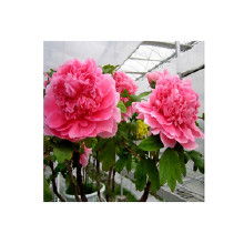 盆栽精品花卉價格 盆栽精品花卉批發 盆栽精品花卉廠家 